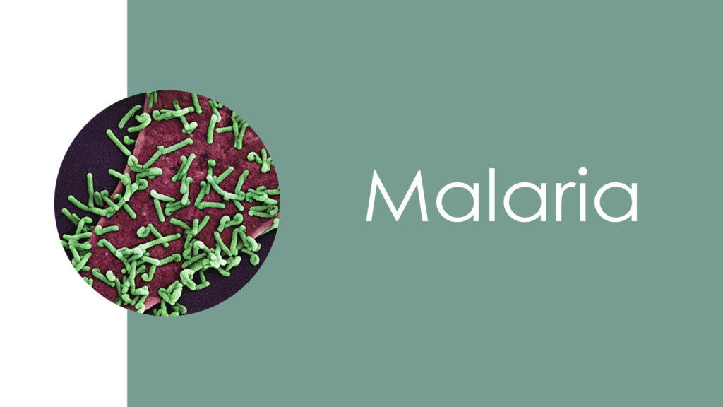 Malaria2