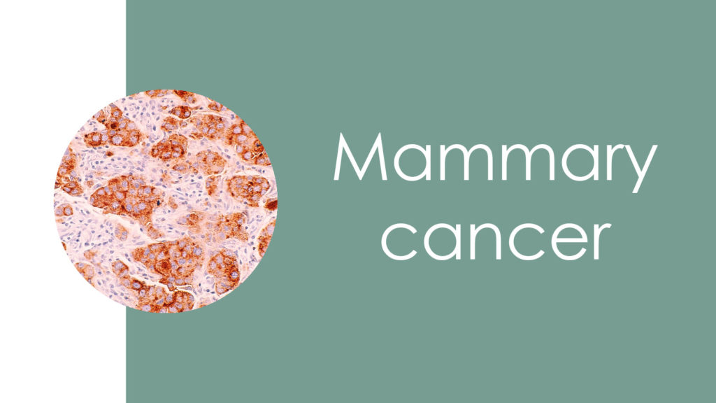 Mammary cancer