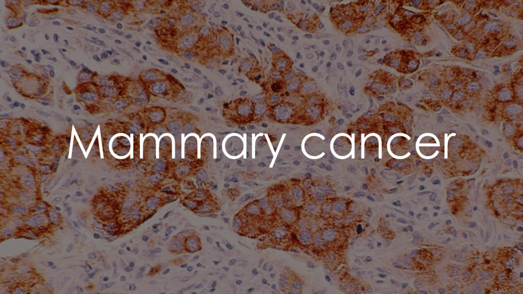 Mammary cancer