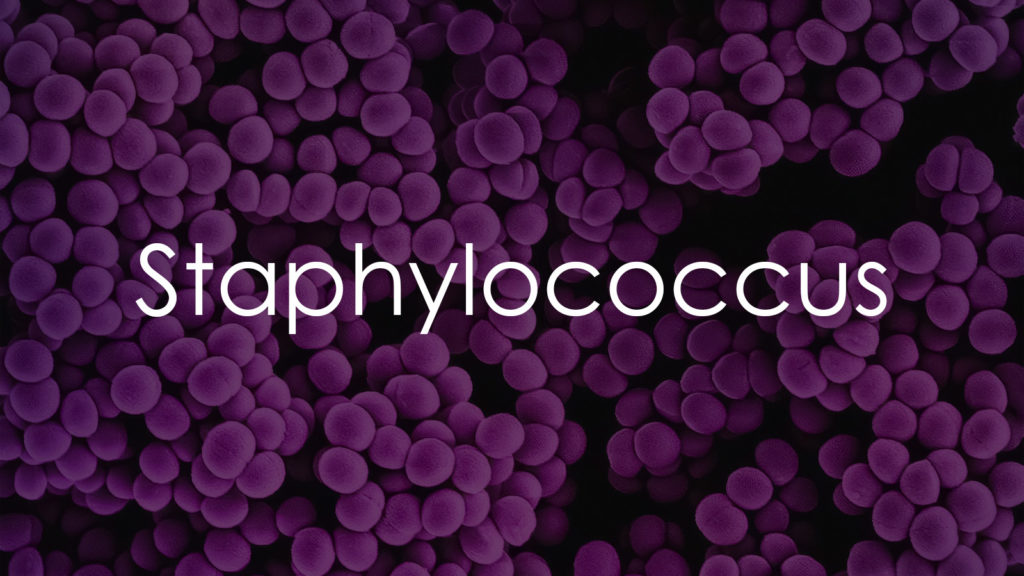 Staphylococcus