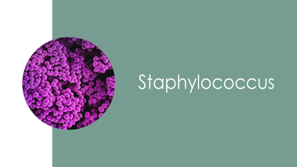 Staphylococcus2