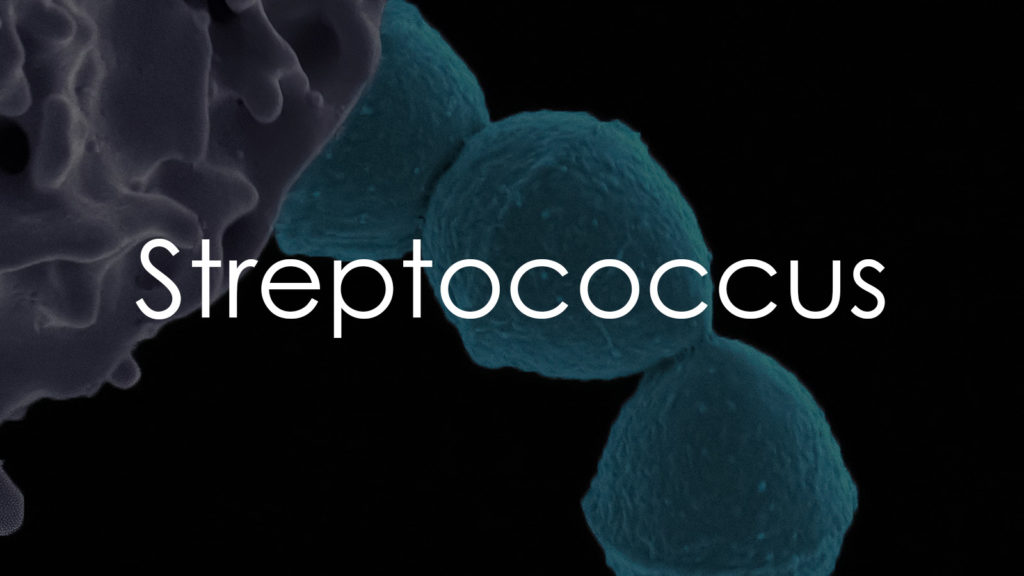 Streptococcus