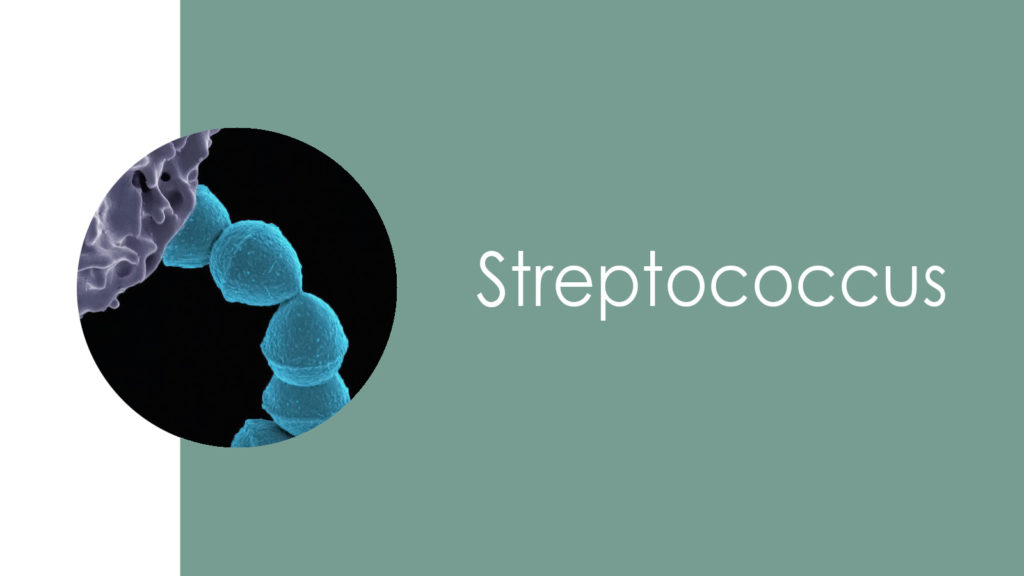 Streptococcus2