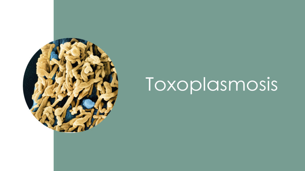 Toxoplasmosis2